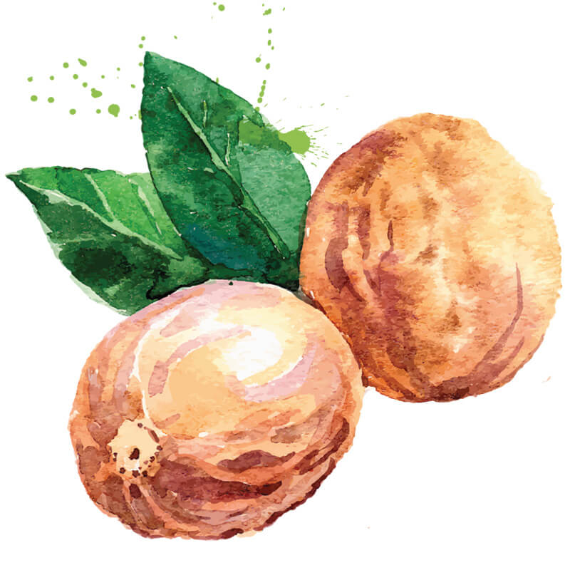 Nutmeg Perfume Ingredient