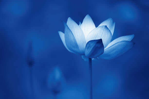 Qi Nan Oud Lotus Perfume