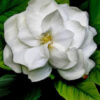 Musk Gardenia: Top note