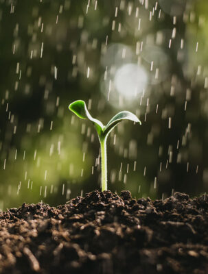 Musk Mitti Natural Attar