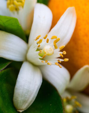 Neroli
