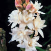 Tuberose