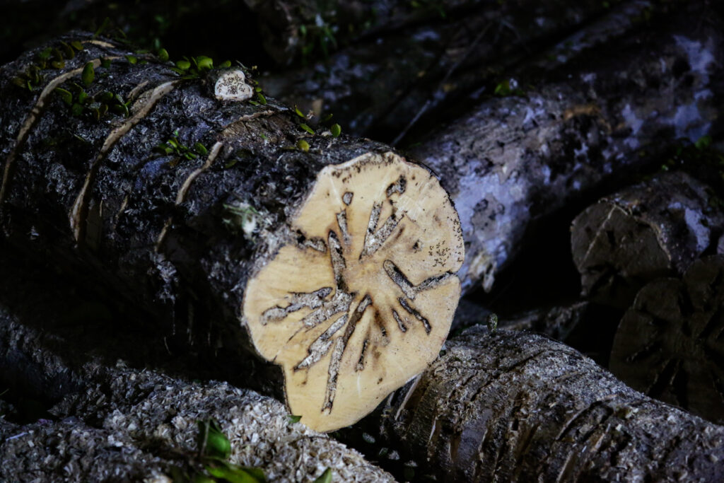 Agarwood Report by Ensar Oud