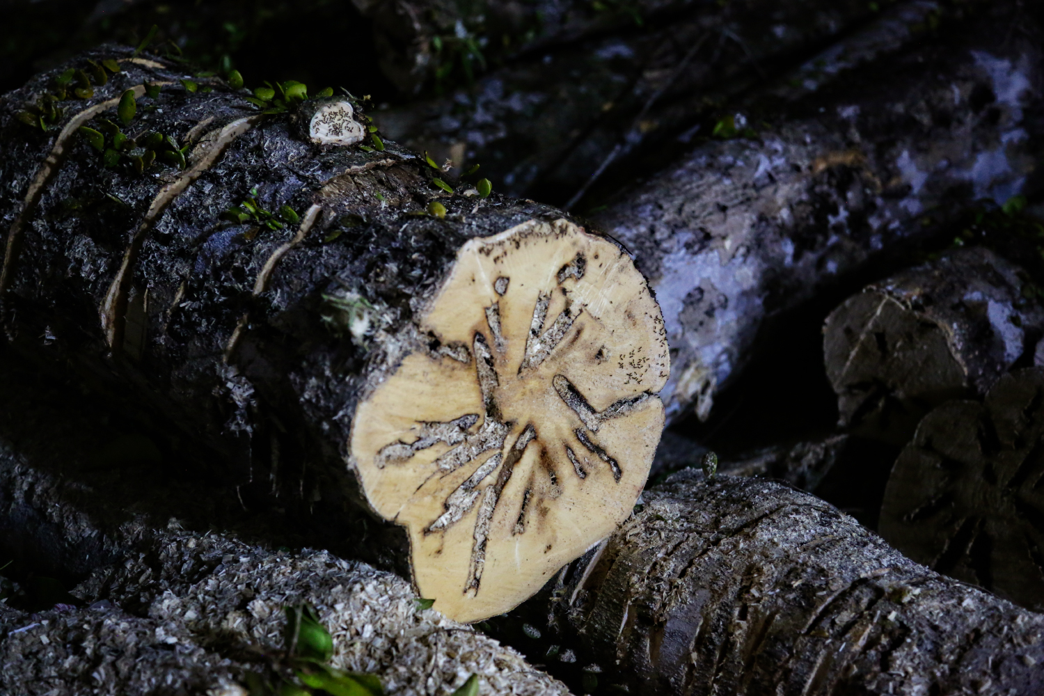 Agarwood Report by Ensar Oud