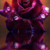 Ensar Oud Rose