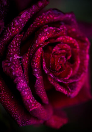 Sultan Red Rose Attar