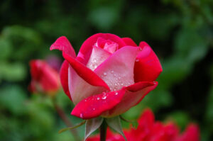 RoseFest