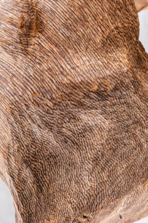 The Bison: Chinese Kynam