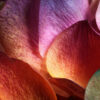 Petals on Skin